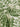 Green and white floral patterned fabric
